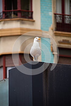 Seagull perched in GijÃ³n photo