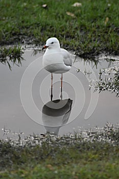 Seagull perched on a grassy shoreline, surrounded by shallow water