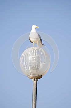 A seagull perched a lamp set against a bright blue sky