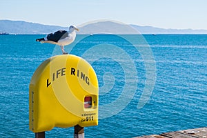 Seagull perched on life ring in Santa Barbara beach