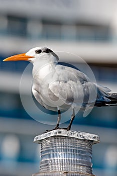 Seagull perched on light