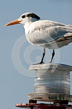 Seagull perched on light