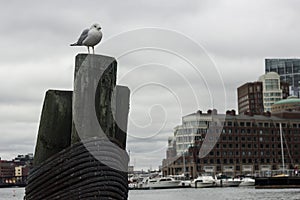 Seagull Perched on Mooring in Boston Harbor