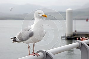 Seagull perched on a pier