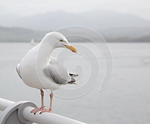 Seagull perched on a pier