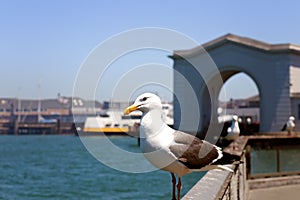 Seagull Perched on Pier Overlooking San Francisco Bay