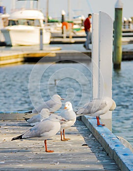 Seagull perched at the pier at Raymond Island