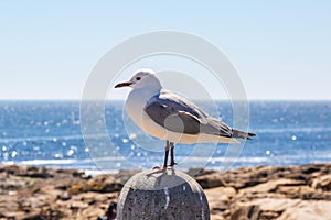 A Seagull Perched on a Post