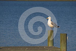 Seagull perched on pylon