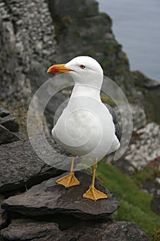 Gabbiano seduto sul la roccia 