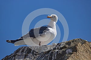 Seagull perched on a rock with blue sky in background