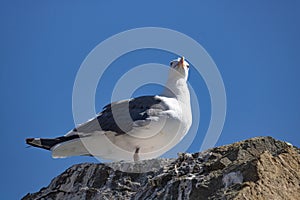 Seagull perched on a rock with blue sky in background