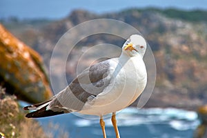 A seagull perched on a rock on the Cies Islands in Vigo photo