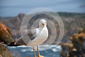 A seagull perched on a rock on the Cies Islands in Vigo photo