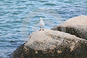 Seagull perched on a rock photo