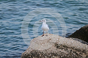 Seagull perched on a rock photo