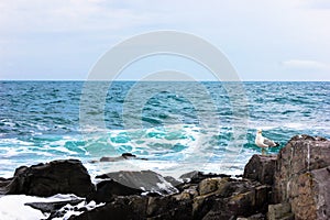 Seagull perched on rocks in the Black sea near Sozopol, Bulgaria