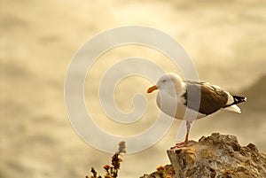 Seagull perched on rocks overlooking ocean in Pismo Beach California