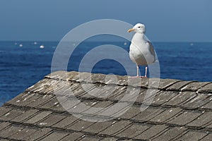 Seagull Perched on a Roof at the Ocean