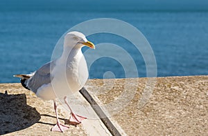 Seagull perched on a seafront wall