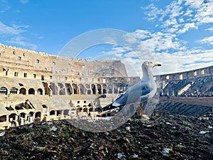 Seagull perched on a stone wall of the Colosseum. Rome, Italy