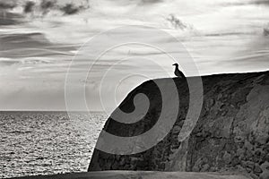 Seagull perched on stone wall on the seashore