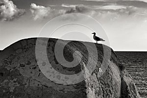 Seagull perched on stone wall on the seashore