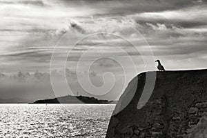 Seagull perched on stone wall on the seashore