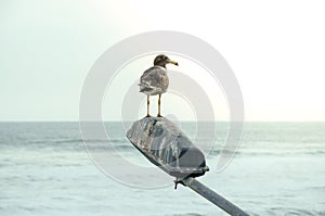 Seagull perched on streetlamp by the sea