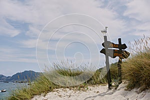 Seagull perched on a wooden informational sign on a white sand beach