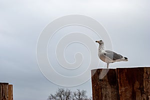 Seagull perched on a wooden pole