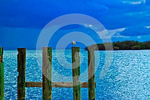 Seagull perched on wooden post of pier jutting out in ocean on Sombrero Beach photo