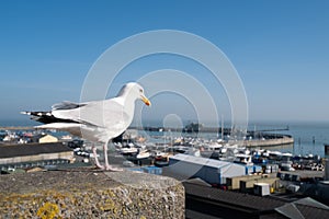 A seagull perches on a concrete post above Ramsgate Royal Harbour