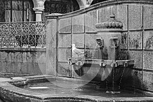 A seagull perches on a stone fountain.