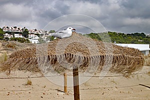 Seagull perches on top of a straw sun umbrella on a sandy beach