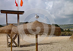 Seagull perches on top of a straw sun umbrella on a sandy beach