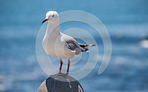 Seagull perching on rock by the sea