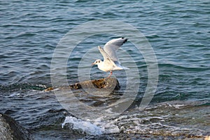 Seagull lands on a rock photo