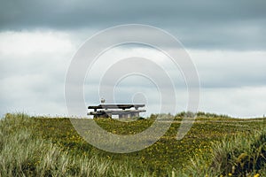 Seagull on a pic nic table