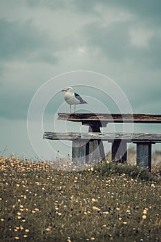 Seagull on a pic nic table