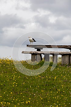 Seagull on a pic nic table