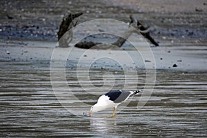 Seagull picking a Mussel at Kaiteriteri on South Island of New Zealand