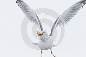 Seagull with piece of bread