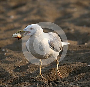 seagull with a piece of bread in its beak