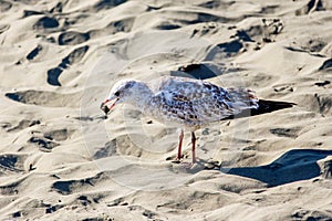 Seagull with a piece of bread