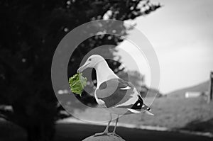 Seagull with a piece of stolen lettuce near Hearst Castle Pacific coast of california