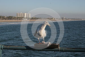 seagull with a piece of trash on a railing with the beach and the city in the background