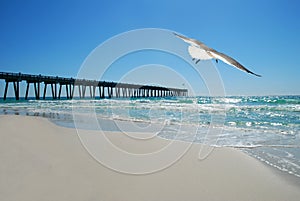 Seagull by Pier