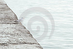 Seagull on the pier. Background with the sea