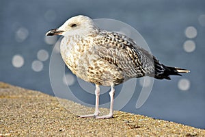 Seagull on the pier at the baltic sea coast in Gdynia, poland